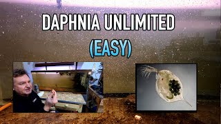 How I Raise Daphnia Water Fleas And You Can Too [upl. by Kally]