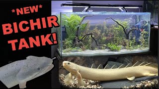 NEW BICHIR  Senegal Bichir Aquascape Tank [upl. by Enitsrik]