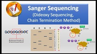 How Sanger Sequencing Works Classic Sanger Method [upl. by Solita5]