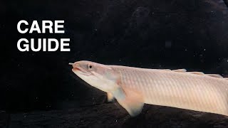 Senegal Bichir Care Guide  polypterus senegalus [upl. by Meehyr]