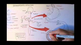 Digestive System Anatomy [upl. by Airahs747]