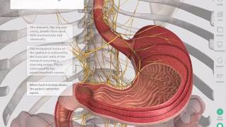 The GastroIntestinal Tract  Complete Anatomy [upl. by Nitsa]