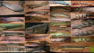 Feeding every BichirPolypterus species [upl. by Aseral931]