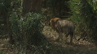 Encountering a ThreeLegged Lion a Poaching Survivor [upl. by Danila]