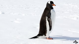 Sounds of Antarctica  Gentoo Penguin Call [upl. by Alfi553]