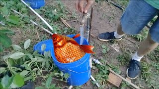 How To Make Fish Fertilizer in One Minute [upl. by Matazzoni470]