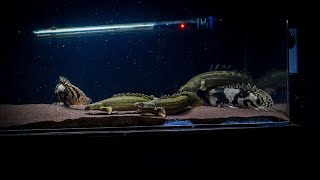 Preparing my Bichir tank for Low Tech plants [upl. by Stelle]