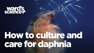 Caring and Culturing for Daphnia [upl. by Wier]