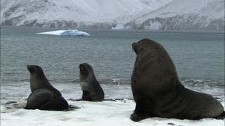 Soaked penguins amp mating seals  Antarctica Ep3 [upl. by Terencio]