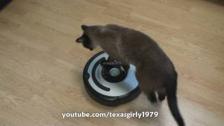 Cat shows HOW TO use iRobot Roomba Vacuum [upl. by Hallett173]