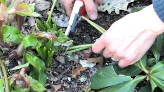 How to Properly Prune Hellebore [upl. by Ark]