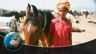 The supreme Marwari Horse  Indias magical creature [upl. by Atalante]