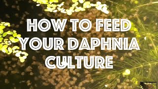 How To Feed Your Daphnia Culture [upl. by Tobi376]