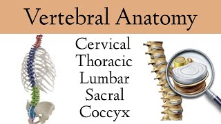 Vertebral Column Anatomy and Bones Cervical Thoracic Lumbar Sacral Spine [upl. by Carlee]