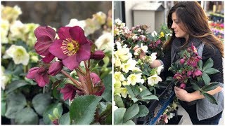 Planting Hellebores  Garden Answer [upl. by Aicenert]