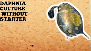 HOW TO CULTURE DAPHNIA NATURALLY WITHOUT A STARTER [upl. by Ydnak]