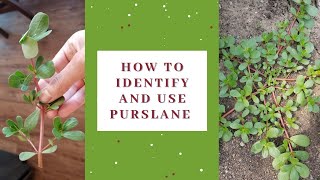 How to identify and use purslane [upl. by Azaria]