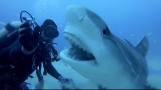 SCARY SHARK ATTACKS captured by GoPros compilation Vol1 [upl. by Wilkins]