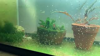 Daphnia Culturing Snails or no snails [upl. by Raviv]