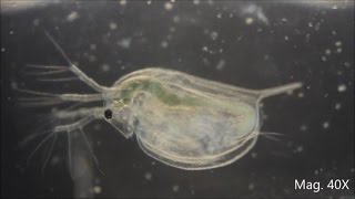 Daphnia magna under the Microscope [upl. by Isherwood]