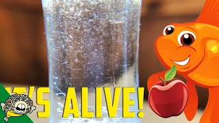 How to culture Vinegar Eels The EASY Way Live Fish Food [upl. by Lekzehcey]