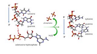 Phosphodiester bond in DNA [upl. by Daniella]