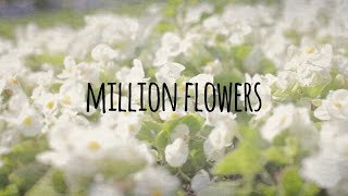 Million Flowers  Philippa Hanna [upl. by Aviva]