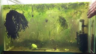 Scuds Daphnia Cherry Shrimp Copepods My aquatic food culture [upl. by Nodrog]