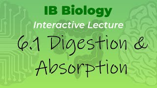 IB Biology 61  Digestion amp Absorption  Interactive Lecture [upl. by Gwyneth]