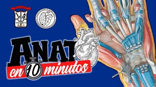 Anatomía de la muñeca  Proyecto ANATO EN 10 MINUTOS [upl. by Ajdan]