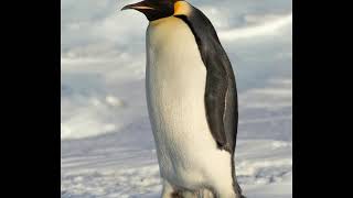 Emperor penguin sound [upl. by Audun]