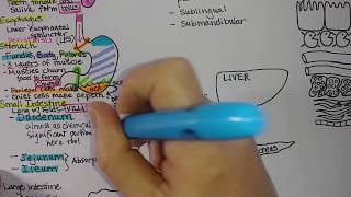 Digestive System  Summary [upl. by Hackney]