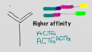 Somatic Hypermutation And Affinity Maturation [upl. by Leacock787]