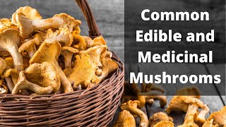 A Brief Guide to Common Edible Mushrooms [upl. by Eugenio]