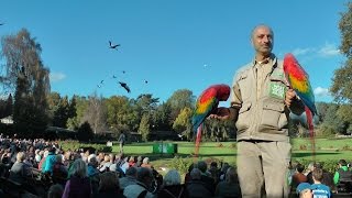 Einzigartige Flugshow Weltvogelpark  Walsrode [upl. by Ailemac]