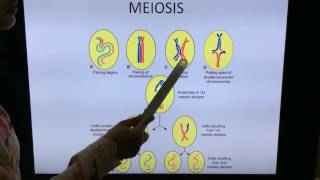 General Embryology Mitosis Meiosis and Gametogenesis  By Dr Vijaya [upl. by Oinotnaesoj]