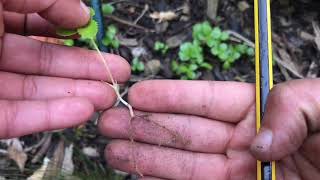 How to propagate hellebores [upl. by Saied]