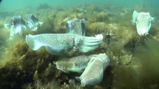 Giant Australian Cuttlefish Sepia apama Mating Behaviors [upl. by Sik]