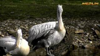 Vogelpark Walsrode Impressionen in Full HD [upl. by Kcirted]