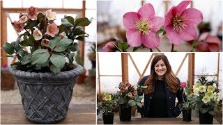 Hellebore Care Guide  Garden Answer [upl. by Issej611]