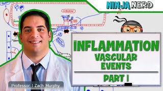 Immunology  Inflammation Vascular Events Part 1 [upl. by Lyell]