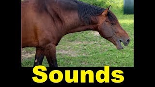 Horse Whinny Sound Effects All Sounds [upl. by Aubine]