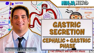 Gastrointestinal  Gastric Secretion The Cephalic amp Gastric Phase [upl. by Orth]