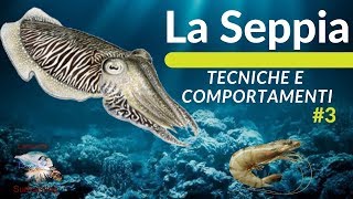 LA SEPPIA TECNICHE di PESCAABITUDINI e HABITAT 3 [upl. by Firahs]