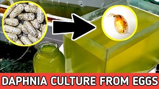 HOW TO HATCH DAPHNIA EGGS  HOW TO CULTURE DAPHNIA [upl. by Aihsined929]