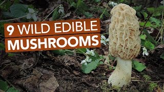 9 Wild Edible Mushrooms You Can Forage This Spring [upl. by Acirrehs852]