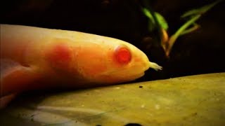 Senegal Bichir Fish Care amp Tank Set up Guide Polypterus [upl. by Tung218]