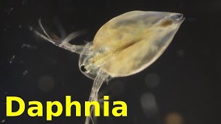 Daphnia [upl. by Avera]