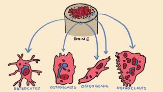 Bone Formation amp Endochondral Ossification [upl. by Enelyahs]