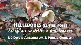 Hellebores  Lenten Rose [upl. by Edbert973]